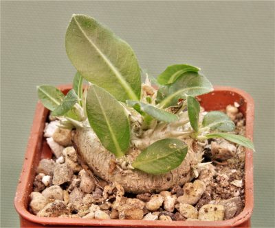 pachypodium-brevicaule-iz-119-1