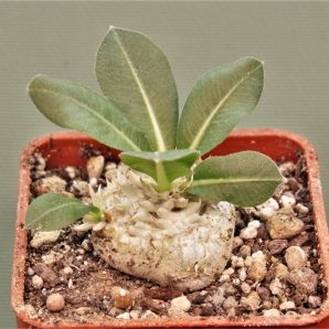 pachypodium-brevicaule-iz-119-2