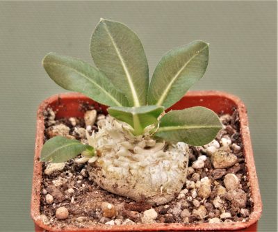 pachypodium-brevicaule-iz-119-2