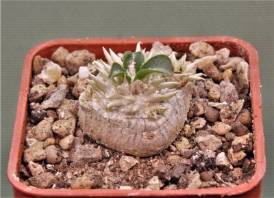 pachypodium-brevicaule-iz-119-4