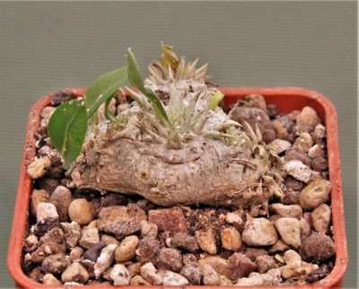 pachypodium-brevicaule-iz-119-5