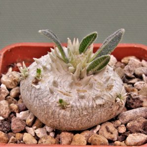 pachypodium-brevicaule-iz-119-6