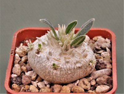 pachypodium-brevicaule-iz-119-6