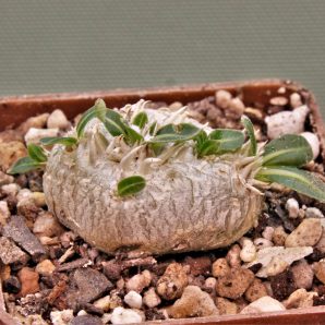 pachypodium-brevicaule-iz-119-8.