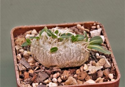 pachypodium-brevicaule-iz-119-8.