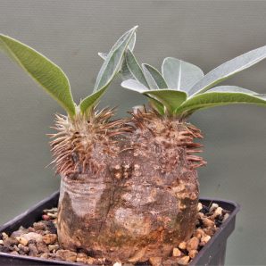 pachypodium-eburneum-d3