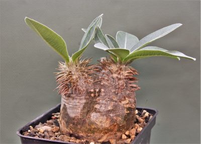 pachypodium-eburneum-d3