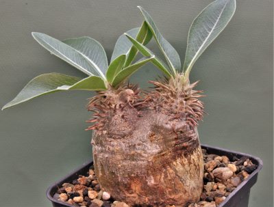 pachypodium-eburneum-d3 - Зображення 2