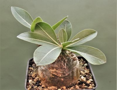 pachypodium-eburneum-d3 - Зображення 3