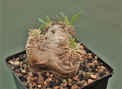 pachypodium-eburneum-–d1 - Зображення 2