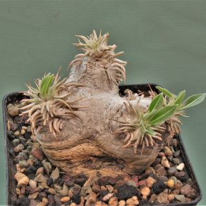 pachypodium-eburneum-–d1