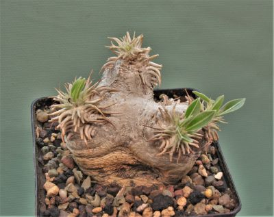 pachypodium-eburneum-–d1