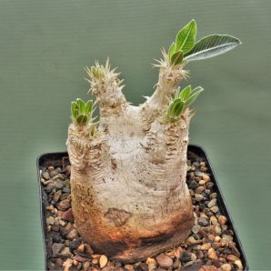 pachypodium-eburneum-–d2