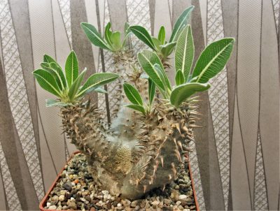 pachypodium-horombense-llakaka-madagascar - Зображення 2