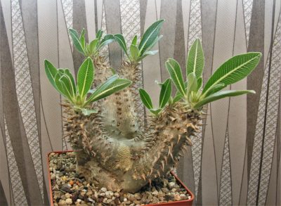 pachypodium-horombense-llakaka-madagascar - Зображення 3