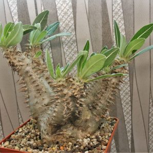 pachypodium-horombense-llakaka-madagascar