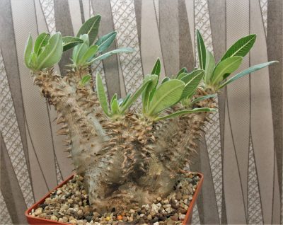 pachypodium-horombense-llakaka-madagascar