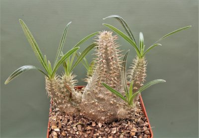 pachypodium-rosulatum-ssp.-gracilius-2 - Зображення 2