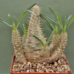 pachypodium-rosulatum-ssp.-gracilius-2