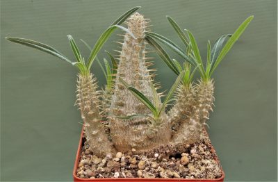 pachypodium-rosulatum-ssp.-gracilius-2