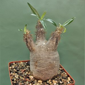 pachypodium-rosulatum-ssp.gracilius-d4
