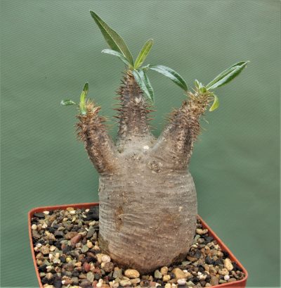 pachypodium-rosulatum-ssp.gracilius-d4