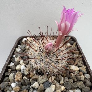 Krainzia longiflora, Tomochic, Chih.