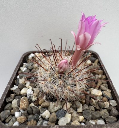 Krainzia longiflora, Tomochic, Chih.