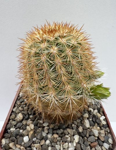 MG.191. Echinocereus russanthus v. neocapillus SB 395