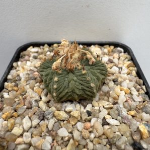 Aztekium ritteri, Basurero, Rayones, NL