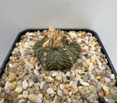 Aztekium ritteri, Basurero, Rayones, NL