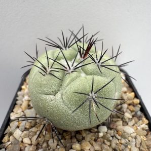 Ortegocactus macdougallii, Oaxaca