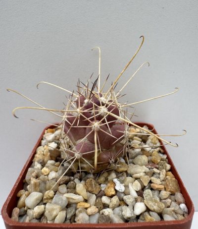 Cochemiea poselgeri, Cabo San Lucas, BCS - Зображення 2