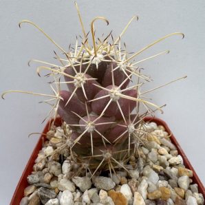 Cochemiea poselgeri, Cabo San Lucas, BCS