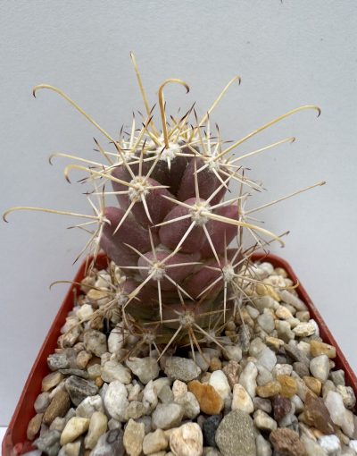 Cochemiea poselgeri, Cabo San Lucas, BCS