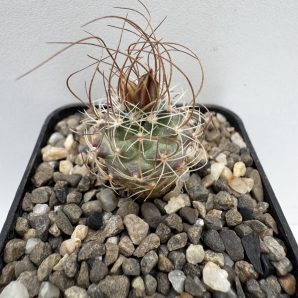 Turbinicarpus graminispinus, San Jose del Llano. Tam