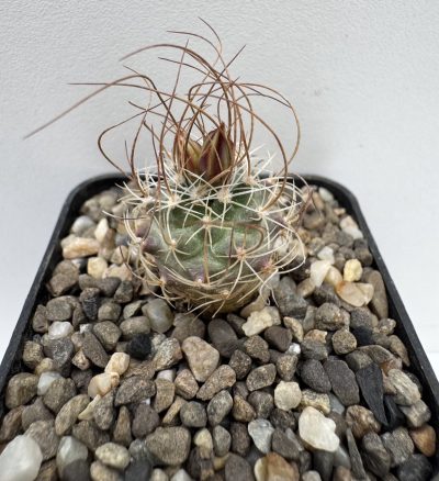 Turbinicarpus graminispinus, San Jose del Llano. Tam