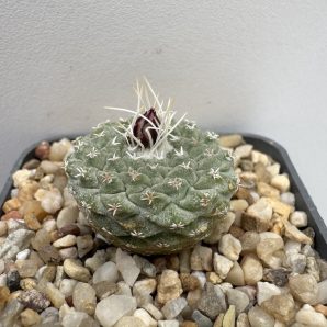GK. 1718. Strombocactus jarmilae
