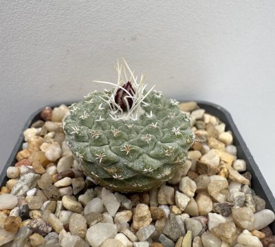 GK. 1718. Strombocactus jarmilae