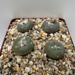 Lophophora alberto-vojtechii VM 758, SLP