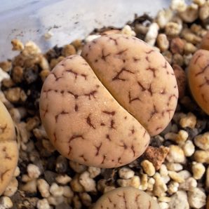 Lithops gracilidelineata ssp. brandbergensis C383