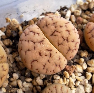 Lithops gracilidelineata ssp. brandbergensis C383