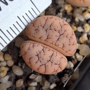 Lithops gracilidelineata C374