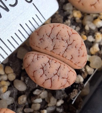 Lithops gracilidelineata C374