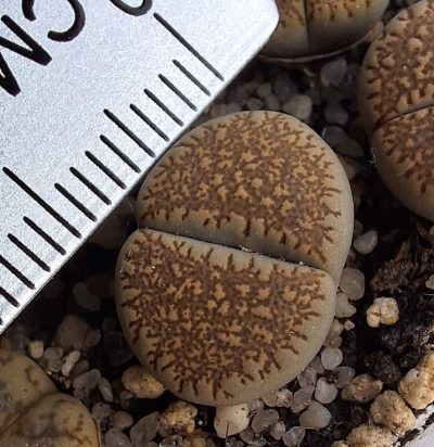 Lithops villetii ssp. kennedyi С229А