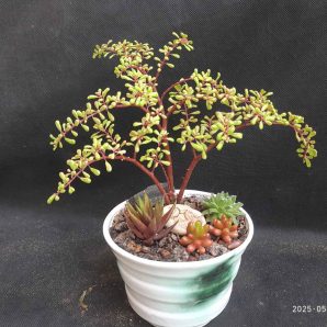 Pilea nipensis