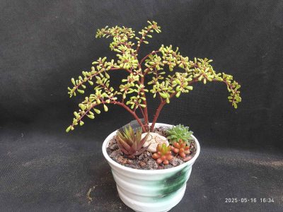 Pilea nipensis