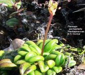 Plantago pachyphylla