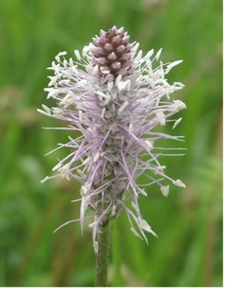 Plantago media