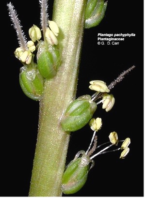 Plantago pachyphylla